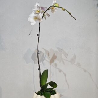 Arching White Phalaenopsis in Sculpted Round Pot