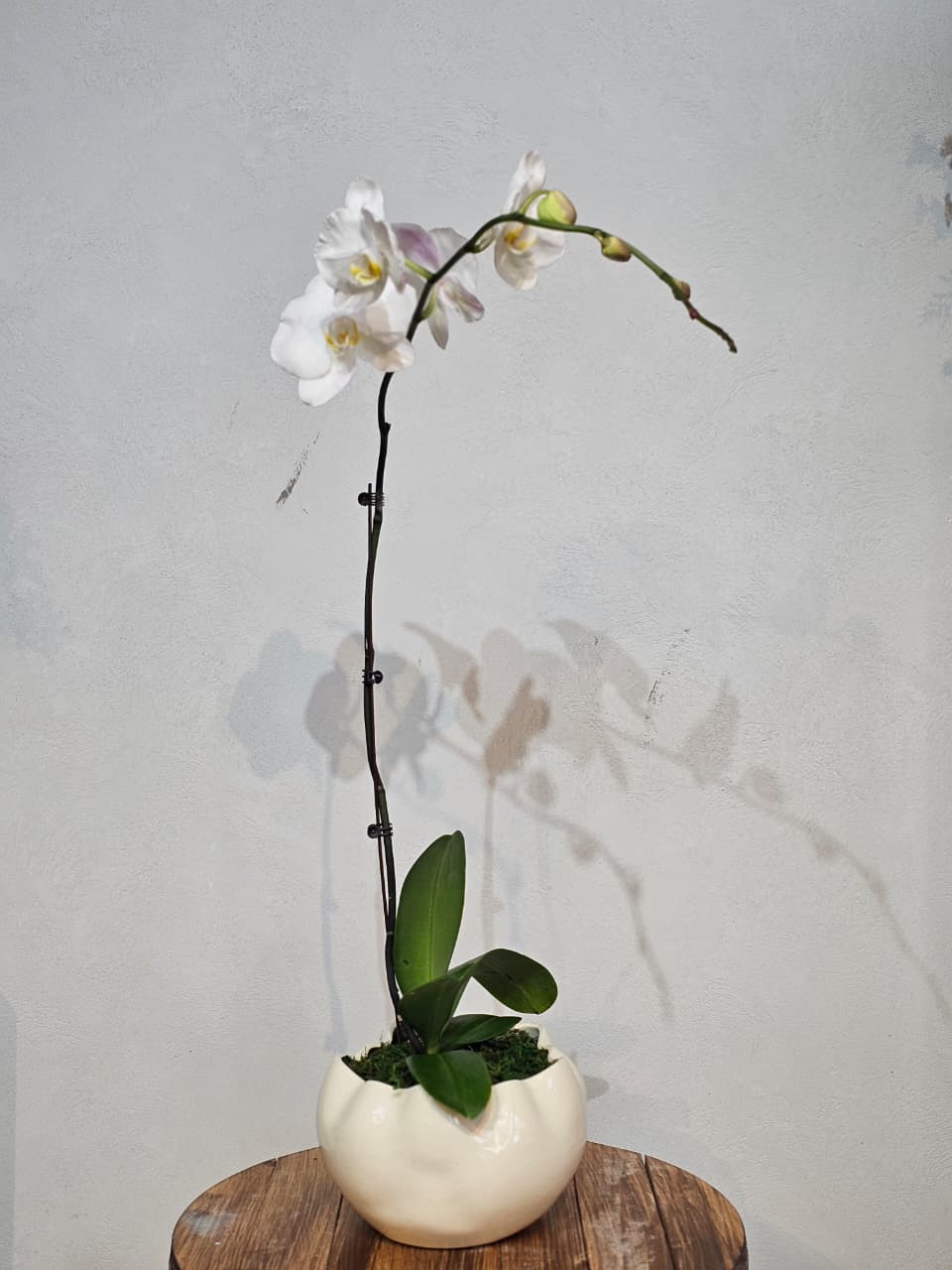 Arching White Phalaenopsis in Sculpted Round Pot