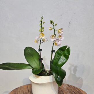 Blush & Cream Double-Stem Phalaenopsis