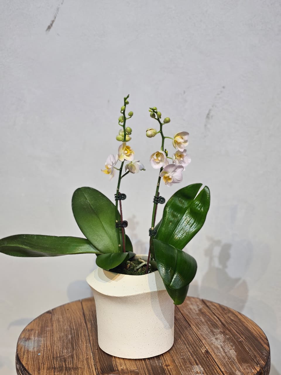 Blush & Cream Double-Stem Phalaenopsis
