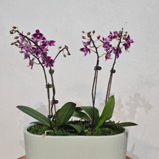 Burgundy Mini Phalaenopsis in Sage Oval Planter
