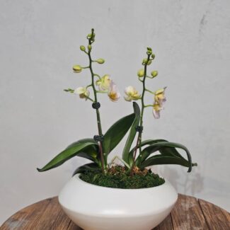 Ivory Double-Stem Phalaenopsis in White Bowl