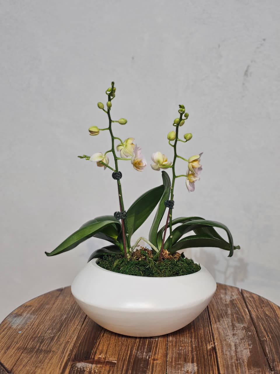 Ivory Double-Stem Phalaenopsis in White Bowl
