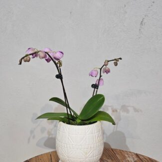 Lilac Pink Phalaenopsis in Geometric Footed Pot