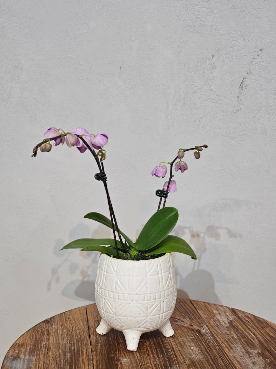 Lilac Pink Phalaenopsis in Geometric Footed Pot