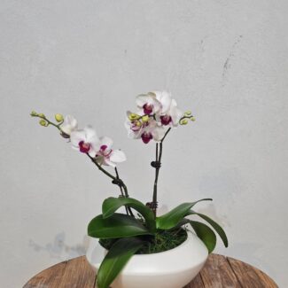 Magenta-Eyed White Phalaenopsis in Round Bowl