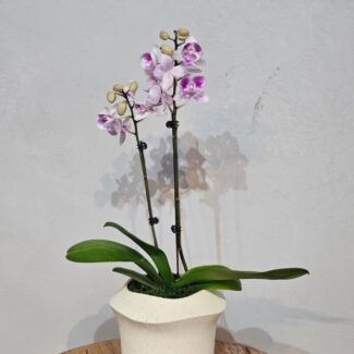 Pink Blush Double-Stem Phalaenopsis in Cream Pot