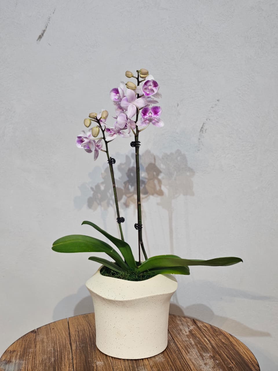 Pink Blush Double-Stem Phalaenopsis in Cream Pot
