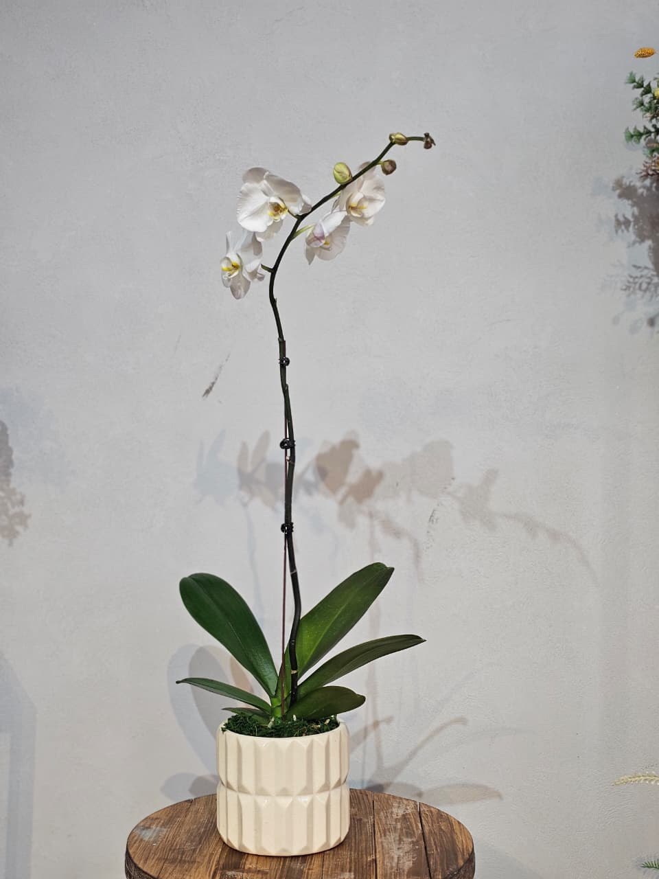 Tall White Phalaenopsis in Ribbed Cream Pot