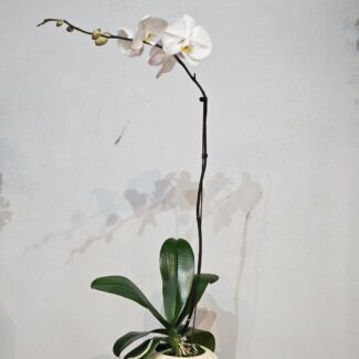 White Cascade Phalaenopsis in Textured Pot