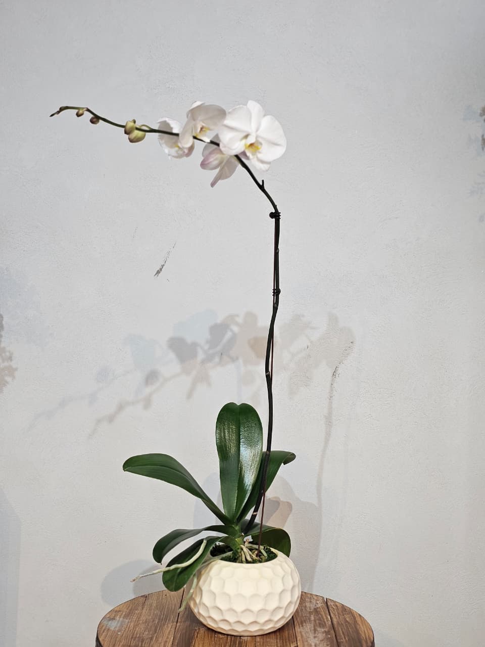 White Cascade Phalaenopsis in Textured Pot