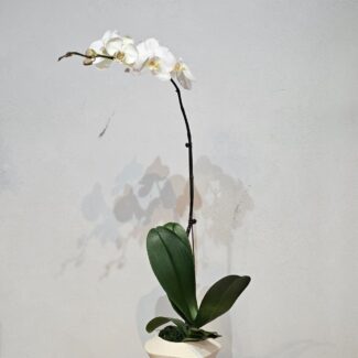 White Single-Stem Phalaenopsis in Cream Pot