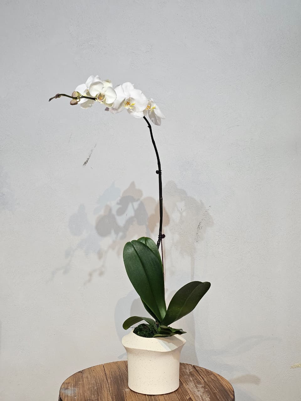 White Single-Stem Phalaenopsis in Cream Pot